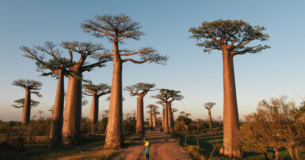 Species of fauna and flora found only in Madagascar