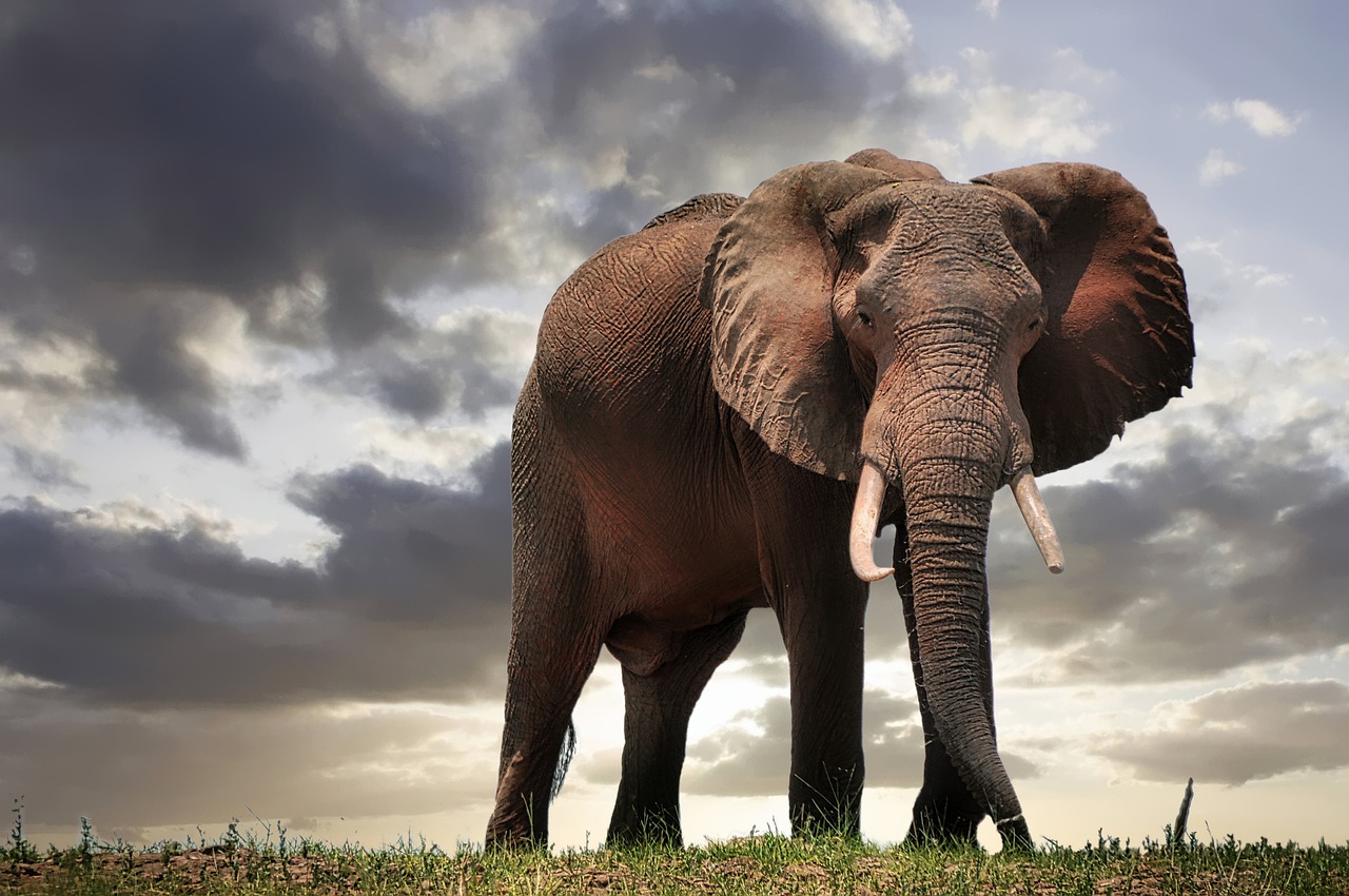 in zimbabwe elephants