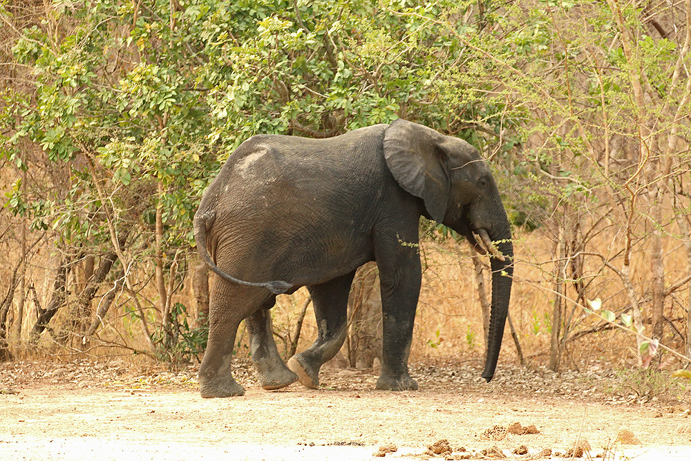 fun places - mole national park