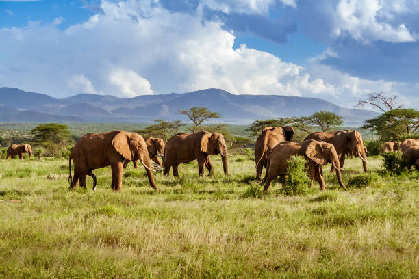 places to visit - Herd of elephants