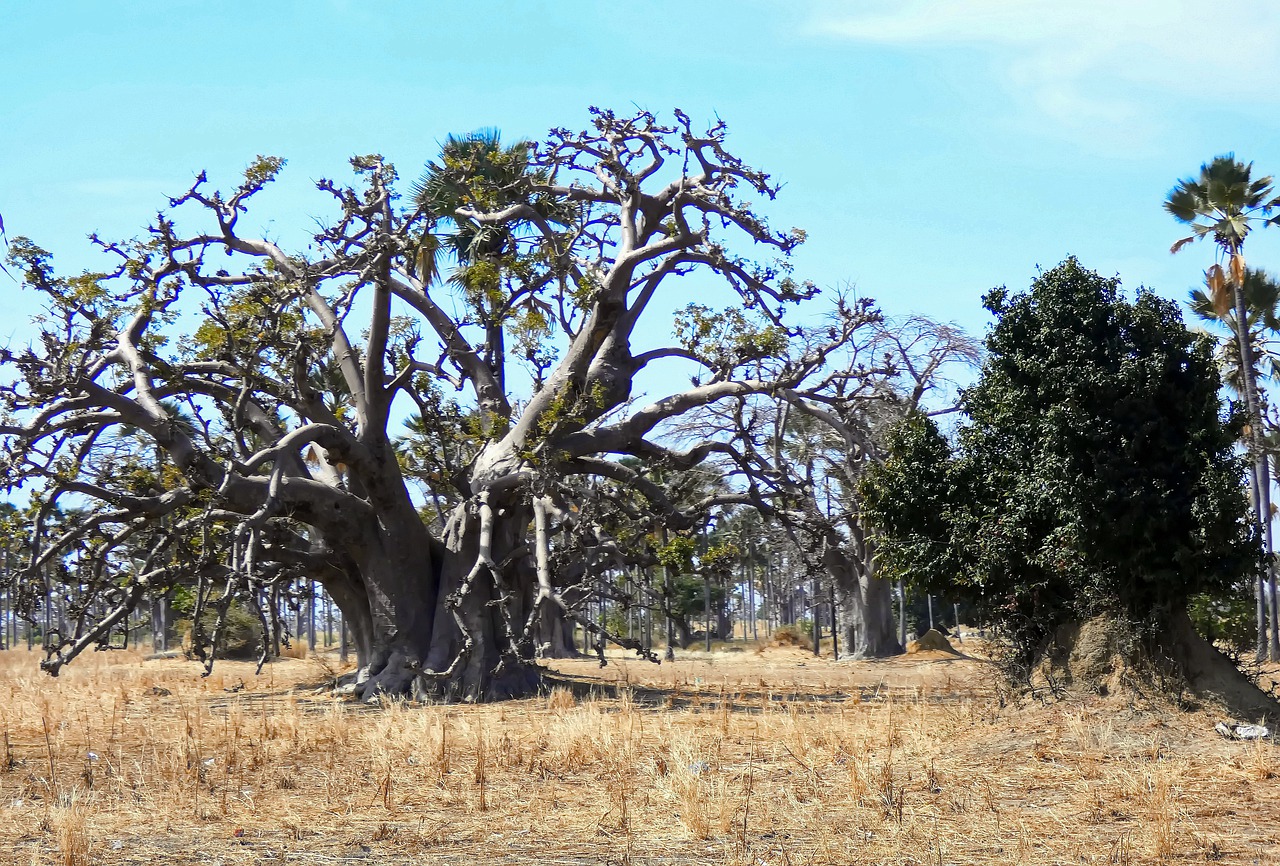 senegal trees