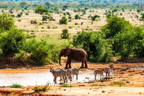 tsavo national park in kenya