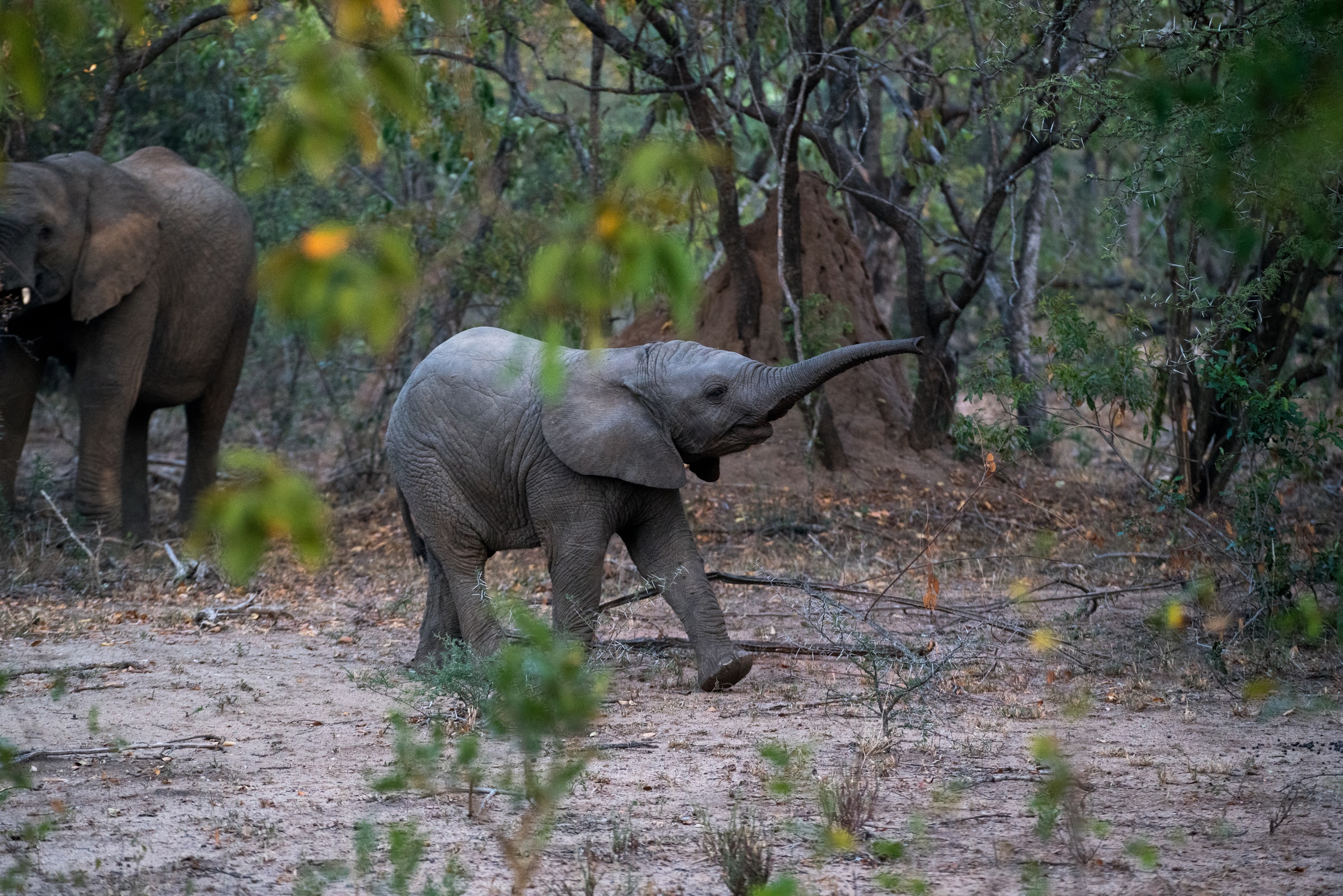 African elephant