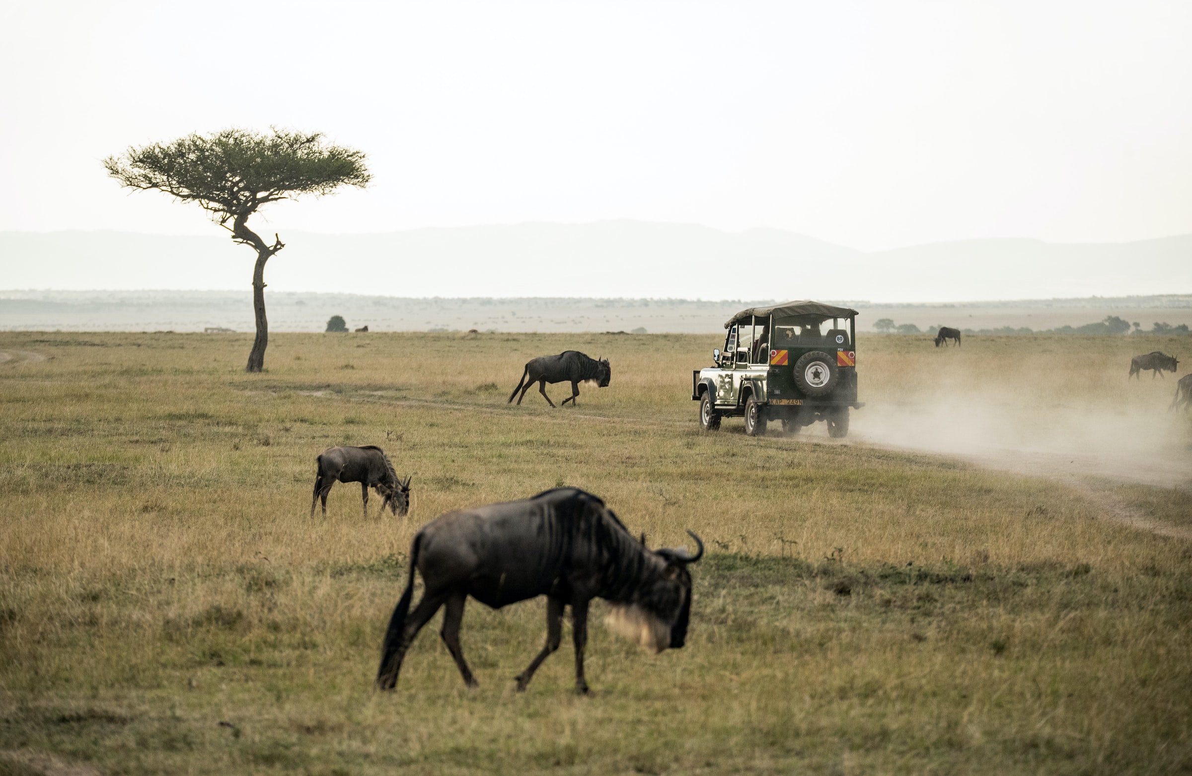 african safari