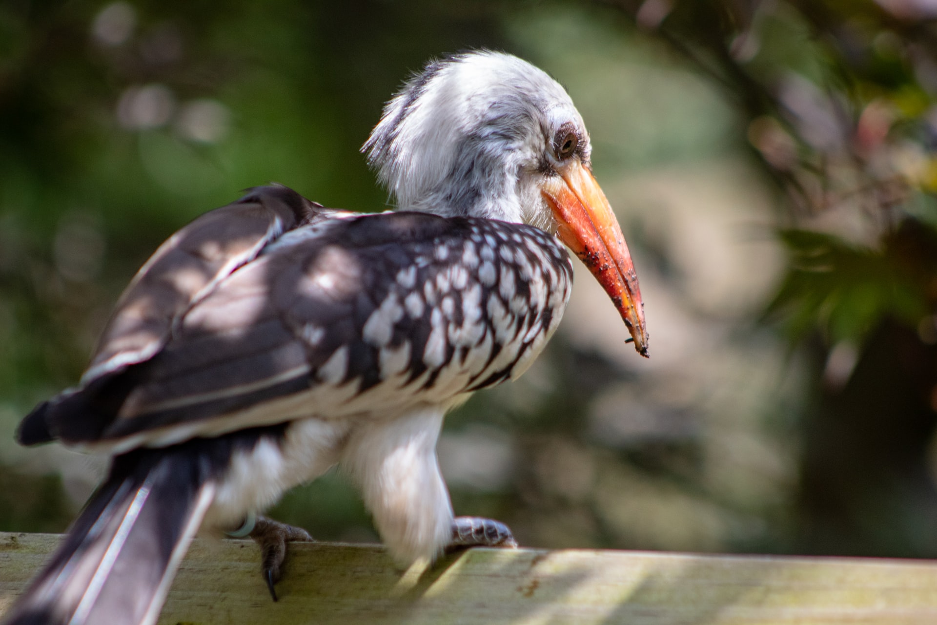 Pet Bird 