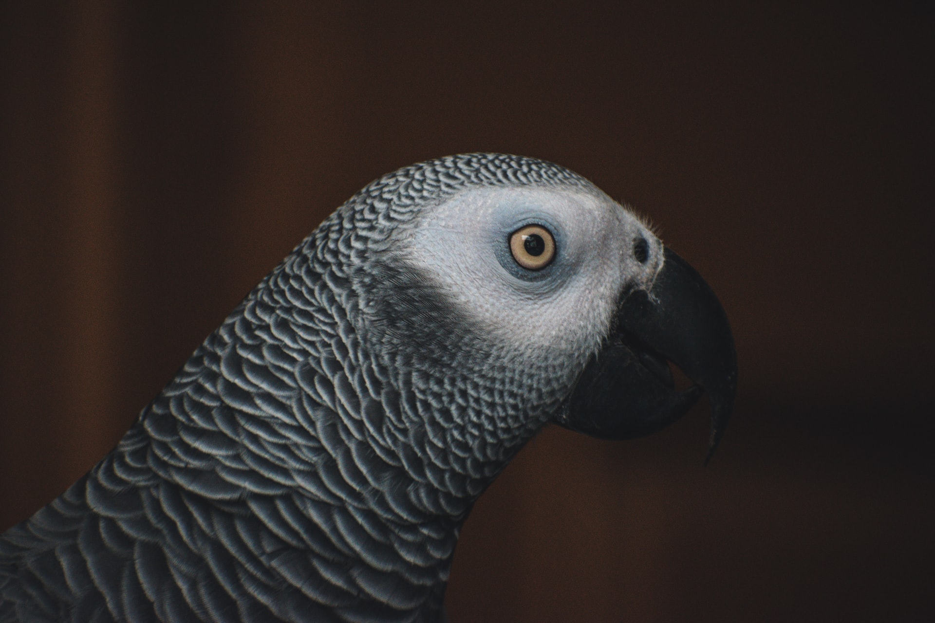 gray parrots