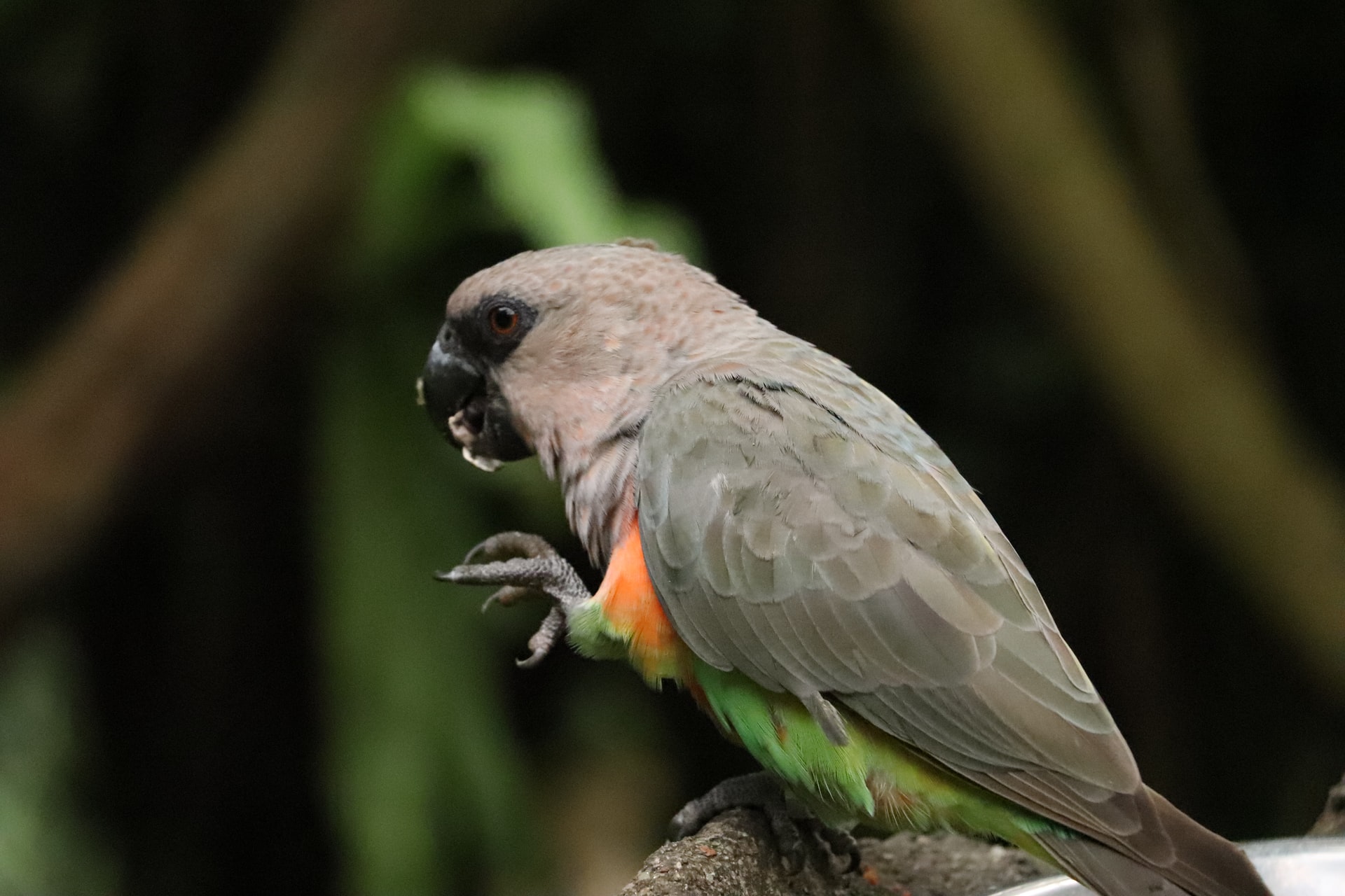 gray parrot