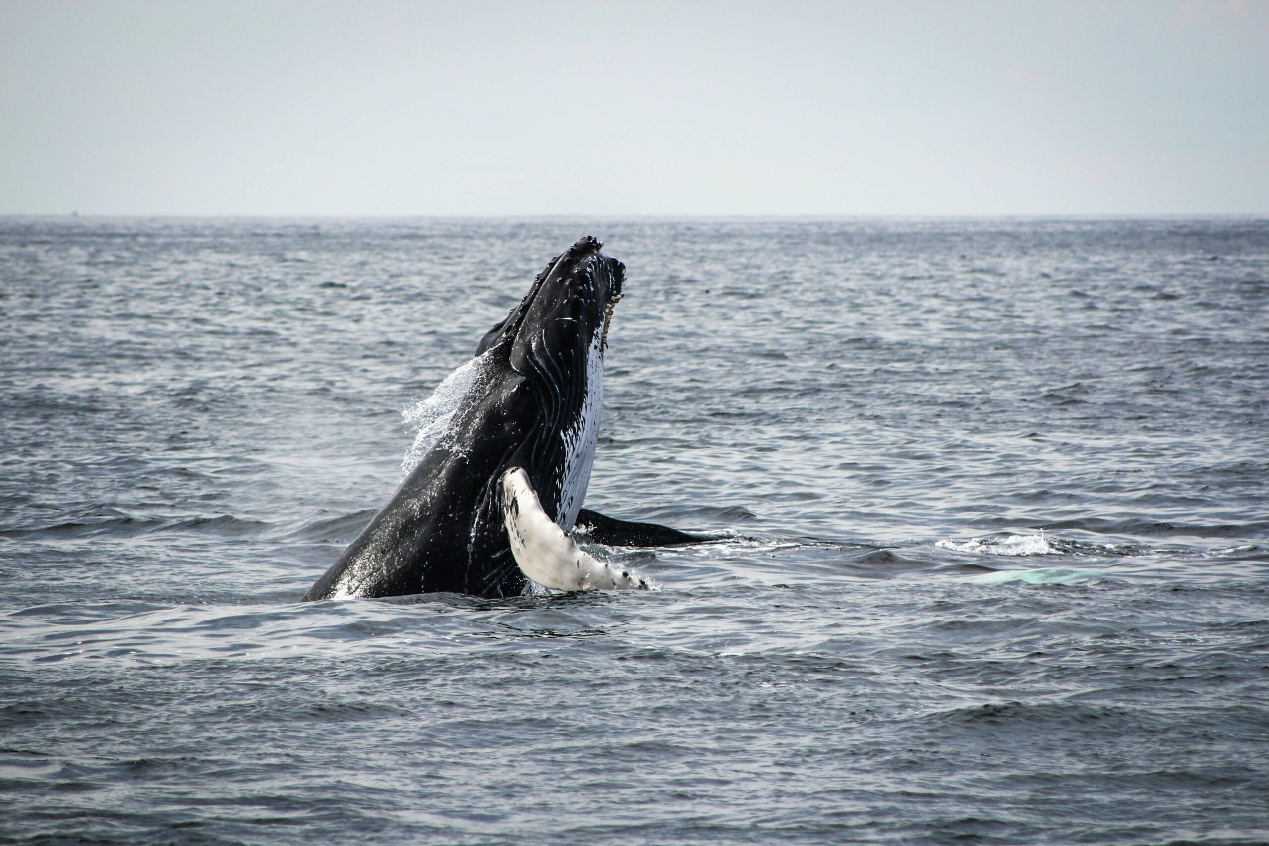 Whales Breaching