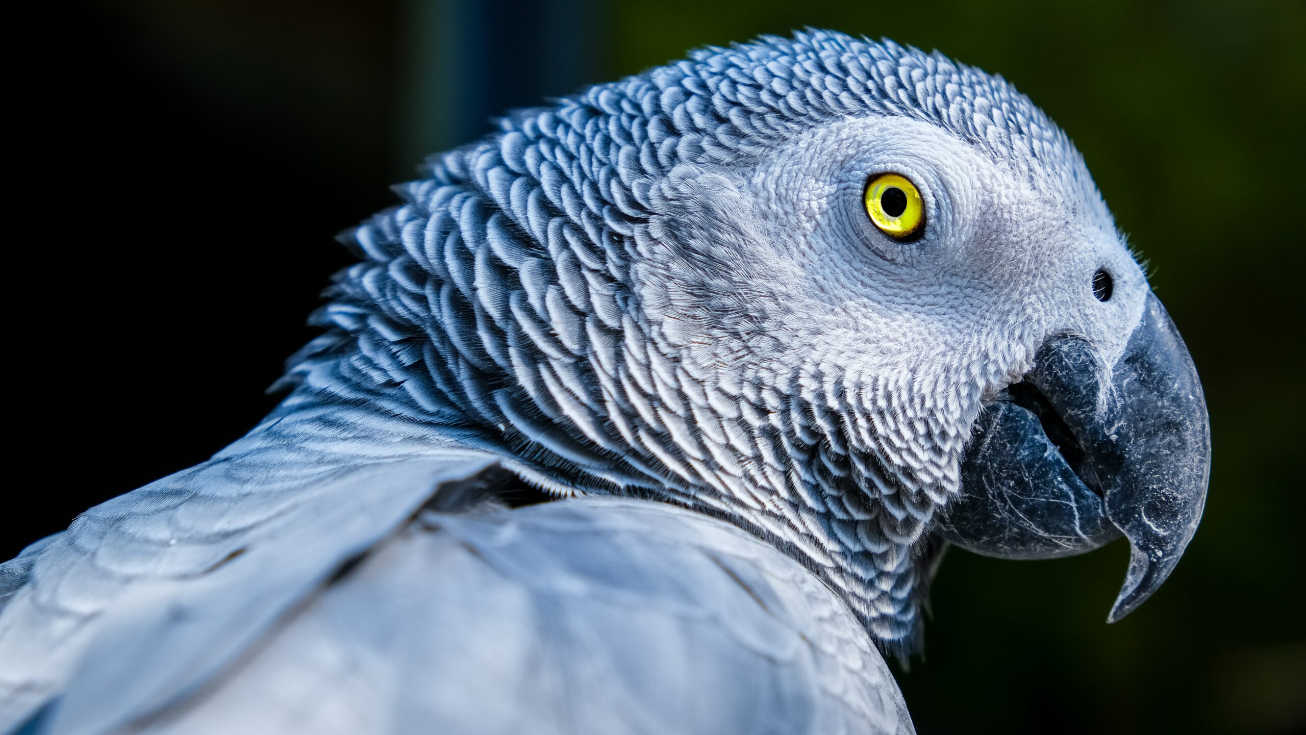 African Greys