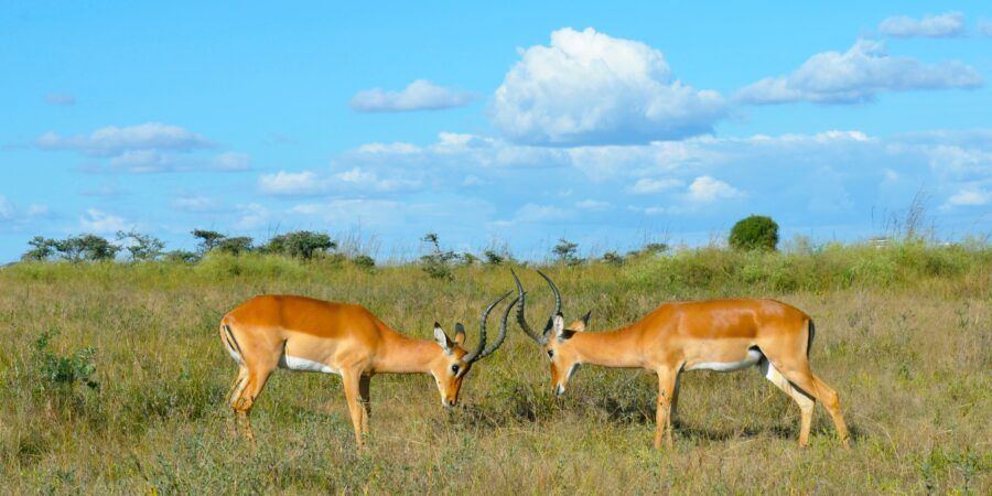 African Wildlife